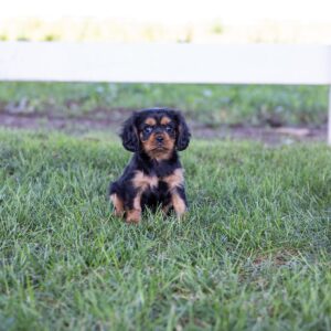 cavalier king charles spaniel puppy for sale