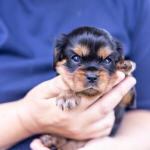 cavalier king charles spaniel puppy near me