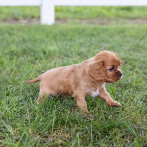cavalier king ruby