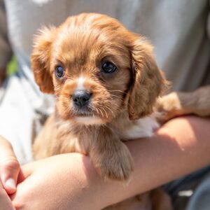cavalier king ruby