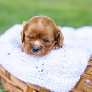cavalier king ruby