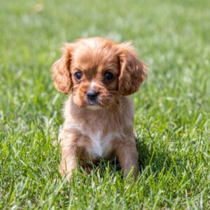 cavalier king ruby for sale