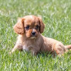 cavalier king ruby for sale near me