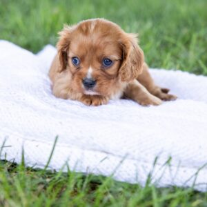 cavalier king ruby for sale near me