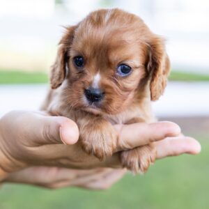 cavalier king ruby for sale near me nj