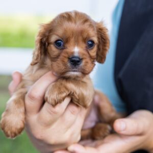 cavalier king ruby for sale near me pa