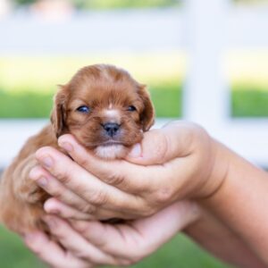 cavalier king ruby for sale near pa