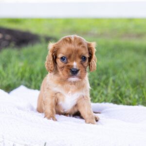 cavalier king ruby puppies