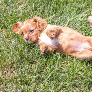 cavalier king ruby puppies