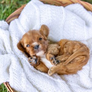 cavalier king ruby puppies