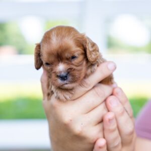 cavalier king ruby puppies for sale