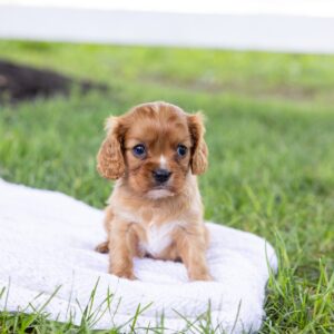 cavalier king ruby puppy