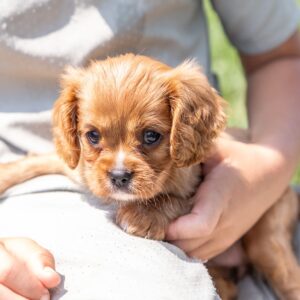 cavalier king ruby puppy