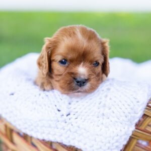 cavalier king ruby puppy