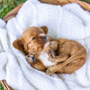 cavalier king ruby puppy for sale