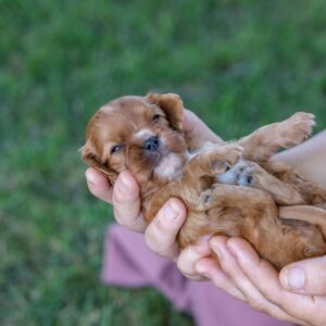 cavalier king ruby puppy for sale near me