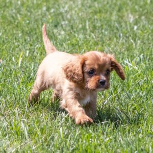 cavalier king ruby puppy for sale pa