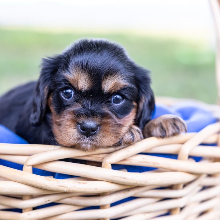cute black and tan cavalier king charles spaniel
