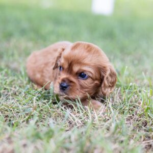 cute king charles cavalier spaniel puppies ruby