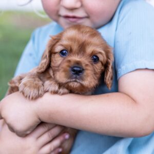 cute king charles cavalier spaniel puppies ruby puppies near me pa