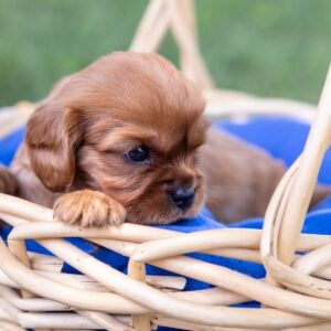 cute ruby cavalier king charles spaniel