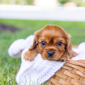king charles cavalier spaniel puppies ruby