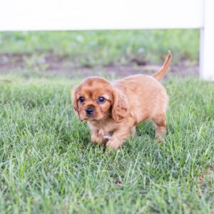 king charles cavalier spaniel puppies ruby