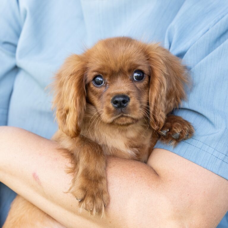 king charles cavalier spaniel puppies ruby