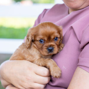 king charles cavalier spaniel puppies ruby for sale