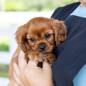 king charles cavalier spaniel puppies ruby for sale