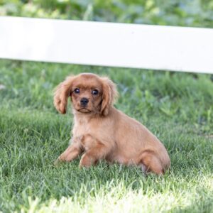 king charles cavalier spaniel puppies ruby for sale