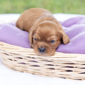 king charles cavalier spaniel puppies ruby for sale