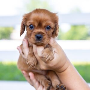king charles cavalier spaniel puppies ruby for sale near me