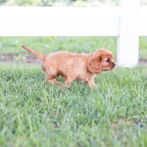 king charles cavalier spaniel puppies ruby for sale near me