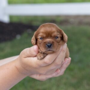 king charles cavalier spaniel puppies ruby for sale near me