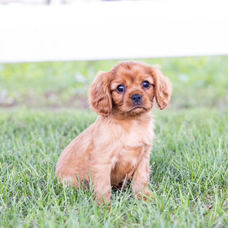king charles cavalier spaniel puppies ruby for sale near me md