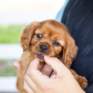 king charles cavalier spaniel puppies ruby for sale near me nj