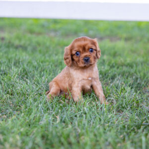 king charles cavalier spaniel puppies ruby for sale near ny