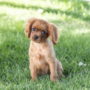 king charles cavalier spaniel puppies ruby for sale pa