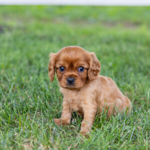 king charles cavalier spaniel puppies ruby for sale pa