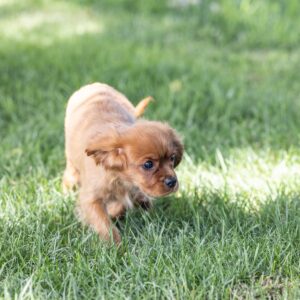 king charles cavalier spaniel puppies ruby near me