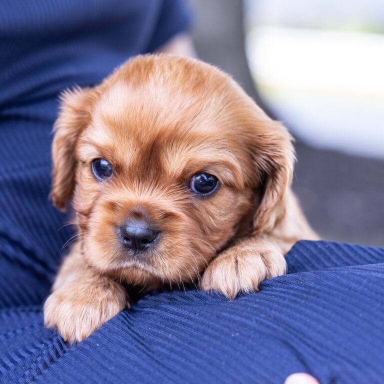 king charles cavalier spaniel puppies ruby near me