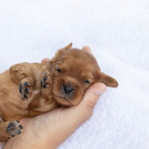king charles cavalier spaniel puppies ruby pa