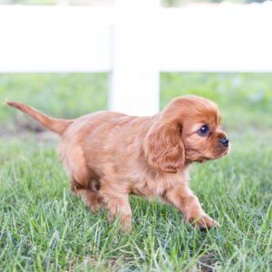 king charles cavalier spaniel puppies ruby puppy