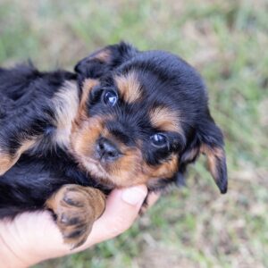 miniature cavalier king charles spaniel
