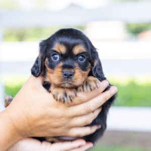 miniature cavalier king charles spaniel