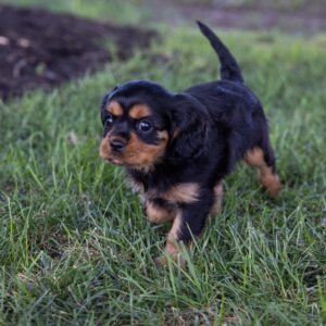 miniature cavalier king charles spaniel