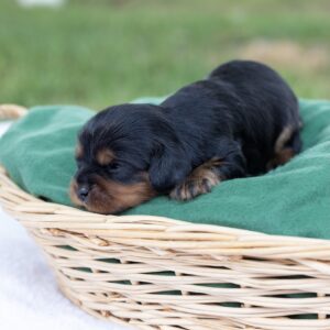 miniature cavalier king charles spaniel