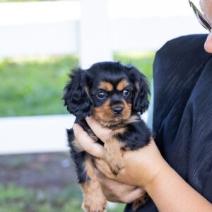 miniature cavalier king charles spaniel for sale