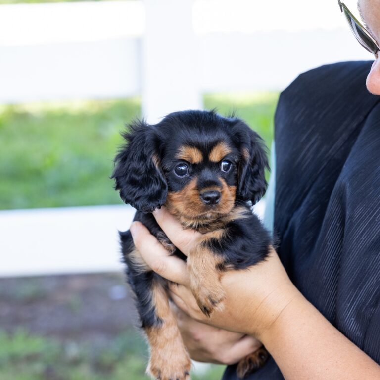 miniature cavalier king charles spaniel for sale